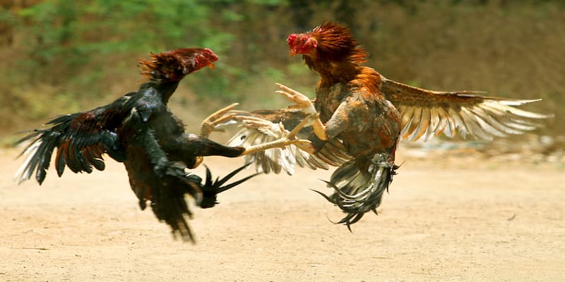 da-ga-truc-tiep-hom-nay-tong-quan